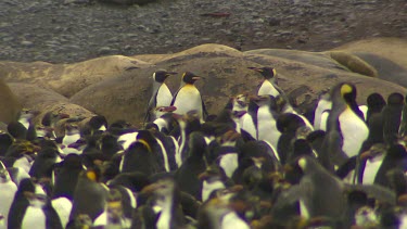 King Penguins