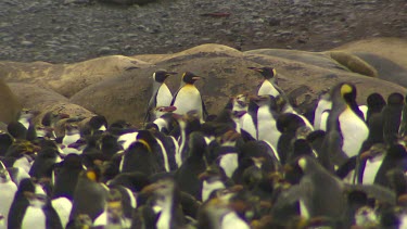 King Penguins