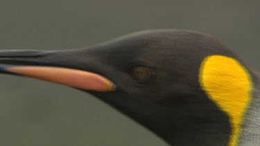 King Penguins