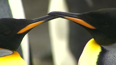 King Penguins