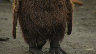 King Penguins