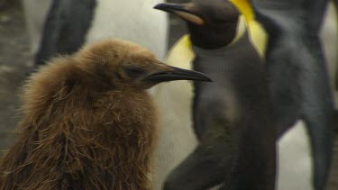 King Penguins