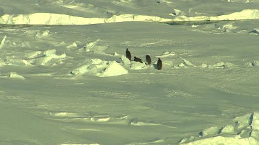 Icebergs and Scenics of Dumont Du'Ville-Antarctic