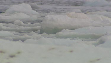 Icebergs and Scenics of Dumont Du'Ville-Antarctic