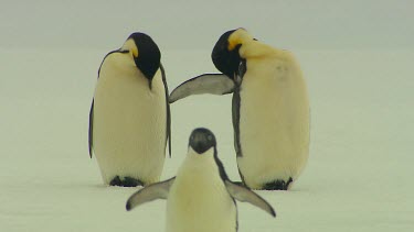 Emporer Penguins