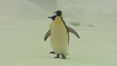 Emporer Penguins