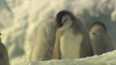 Emporer Penguins