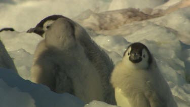 Emporer Penguins