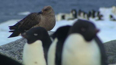 Skua