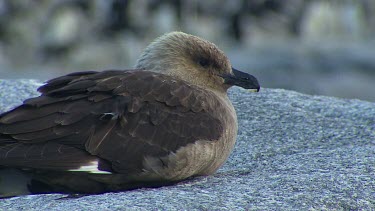 Skua