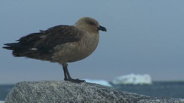 Skua