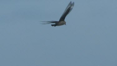 Skua