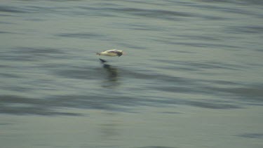 Albatross
