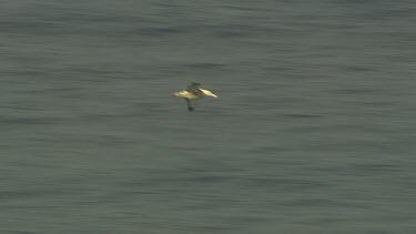 Albatross