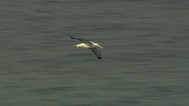 Albatross