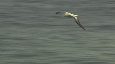 Albatross