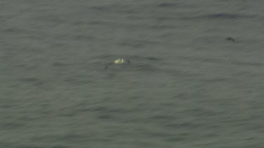 Albatross