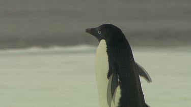 Adelie Penguins