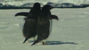 Adelie Penguins