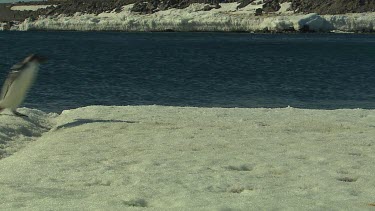 Adelie Penguins