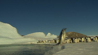 Adelie Penguins