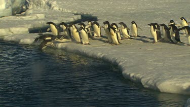 Adelie Penguins