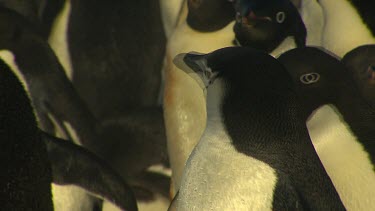 Adelie Penguins