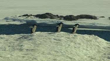 Adelie Penguins