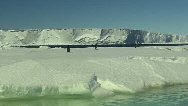 Adelie Penguins