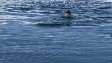 Adelie Penguins