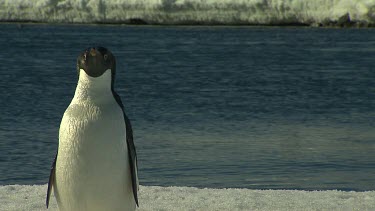 Adelie Penguins