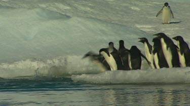 Adelie Penguins