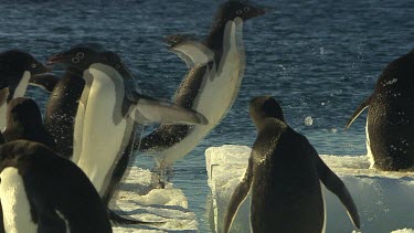 Adelie Penguins