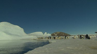 Adelie Penguins