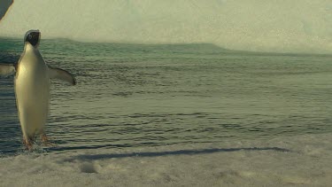 Adelie Penguins