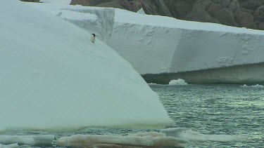 Adelie Penguins