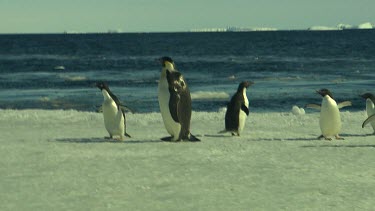 Adelie Penguins