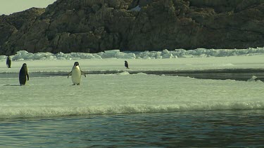 Adelie Penguins