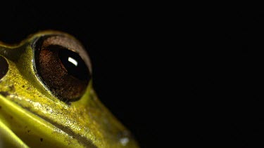 Northern Stoney Creek Tree-Frog