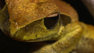 Northern Stoney Creek Tree-Frog