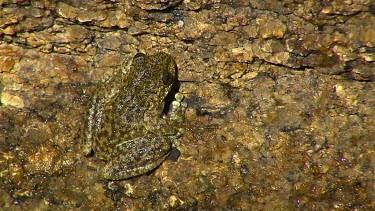 Dainstree Waterfall Frog