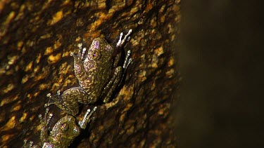 Dainstree Waterfall Frog