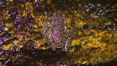 Dainstree Waterfall Frog