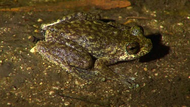 Dainstree Waterfall Frog