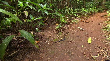 Dainstree Dwarf Crowned Snake