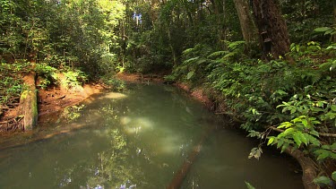 Daintree Scenics