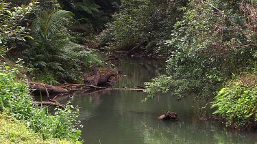 Daintree Scenics