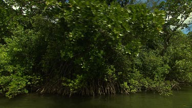 Daintree Scenics