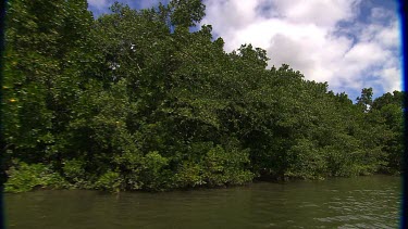 Daintree Scenics