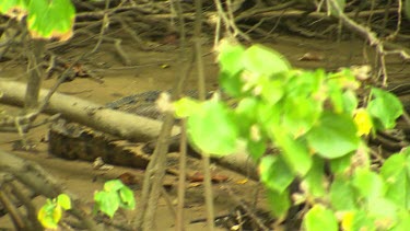 Daintree Scenics